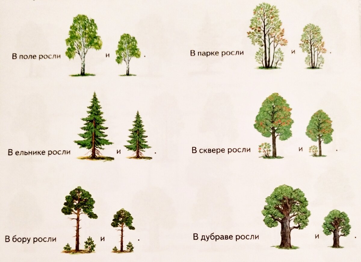Какие деревья дают