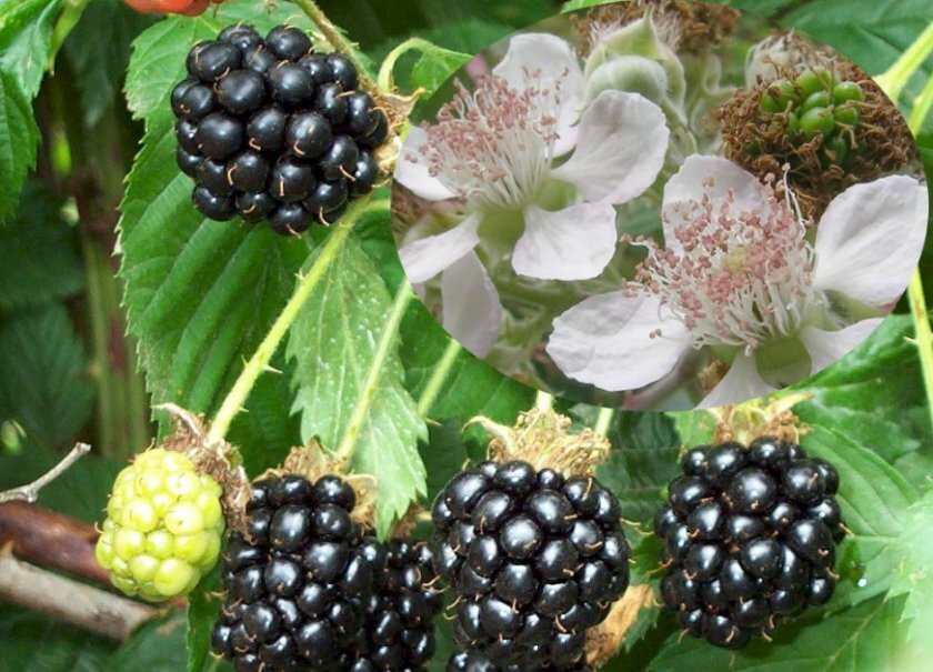 Источник: https://2sotki.ru/wp-content/uploads/a/b/f/abf6554b1b4447dc9f2ff0473e81d7ff.jpg