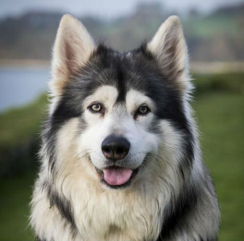 Собаки похожие на волков - фото и краткое описание породы | Лапа помощи |  Дзен