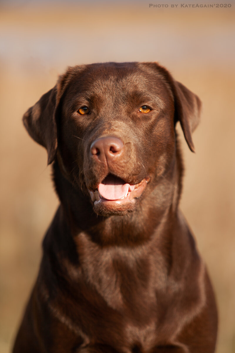 Мизанфа Жоли Евгеника Ностальжи