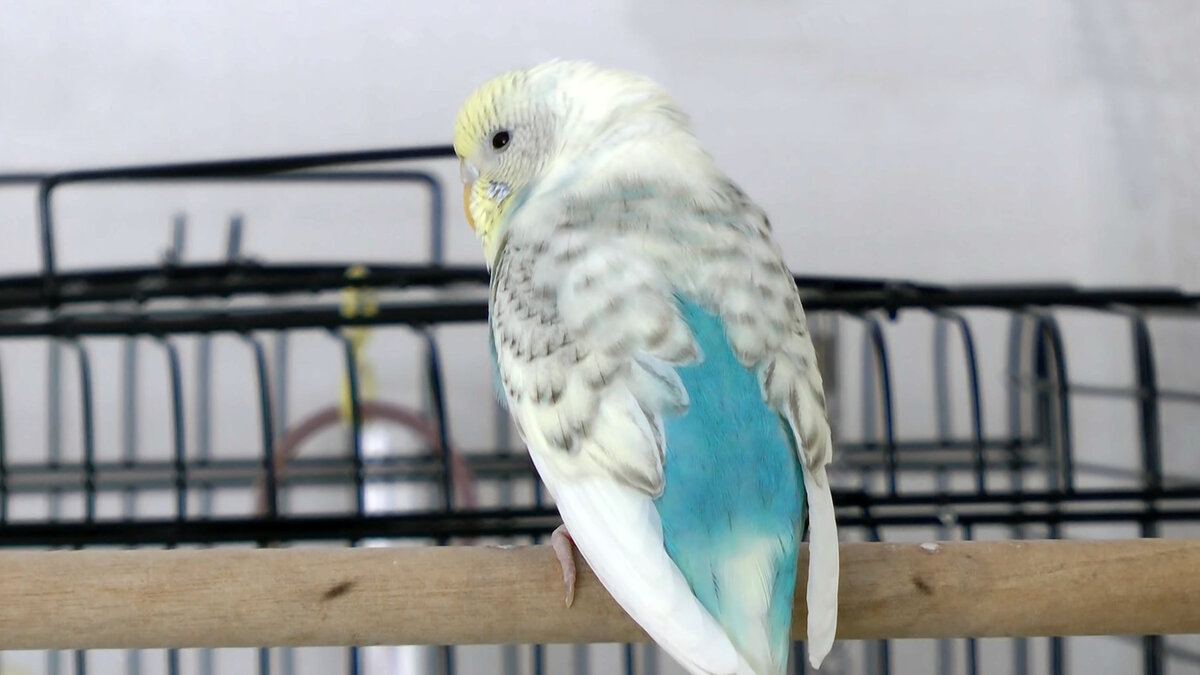 Волнистый попугай