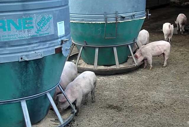 Оборудование для кормления свиней