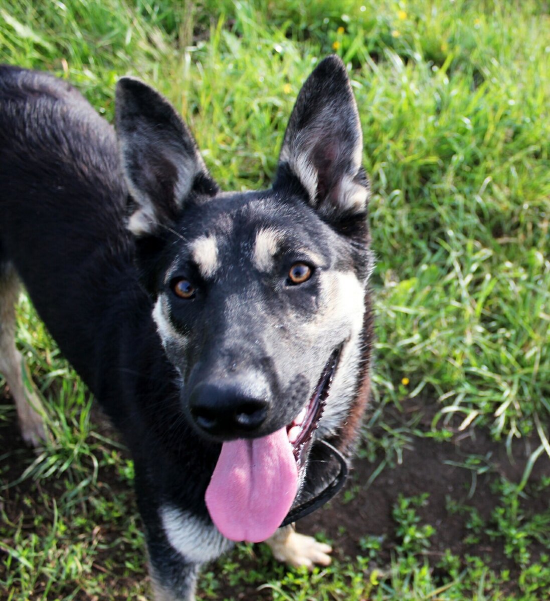 Замечательный пёс ищет семью!