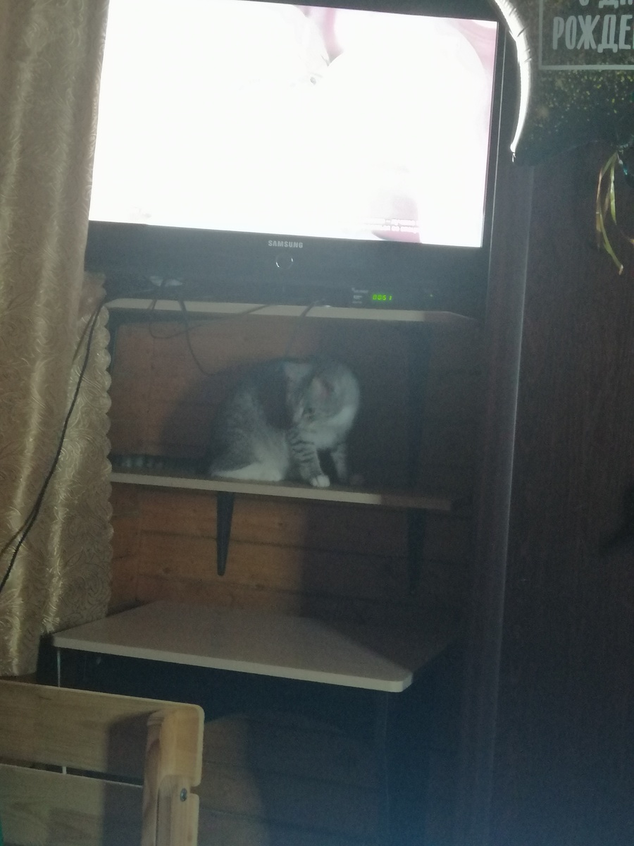 Кот всячески мешает нам смотреть телевизор обращая внимание на себя))