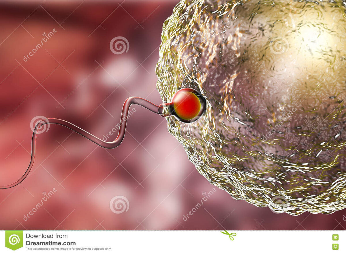 Сперматозоид вкручивается в мембрану клетки