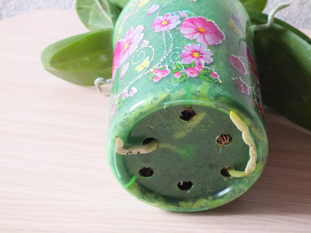 Тут видно, что пересаживать пора.