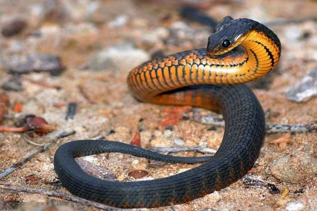 Зме́и — подотряд класса пресмыкающихся отряда чешуйчатые. Змеи обитают на всех континентах, кроме Антарктиды и нескольких крупных островов, таких как Ирландия и Новая Зеландия, а также множества мелких островов Атлантического океана и центральной части Тихого океана. Некоторые змеи ядовиты, но неядовитые представлены бóльшим количеством видов.