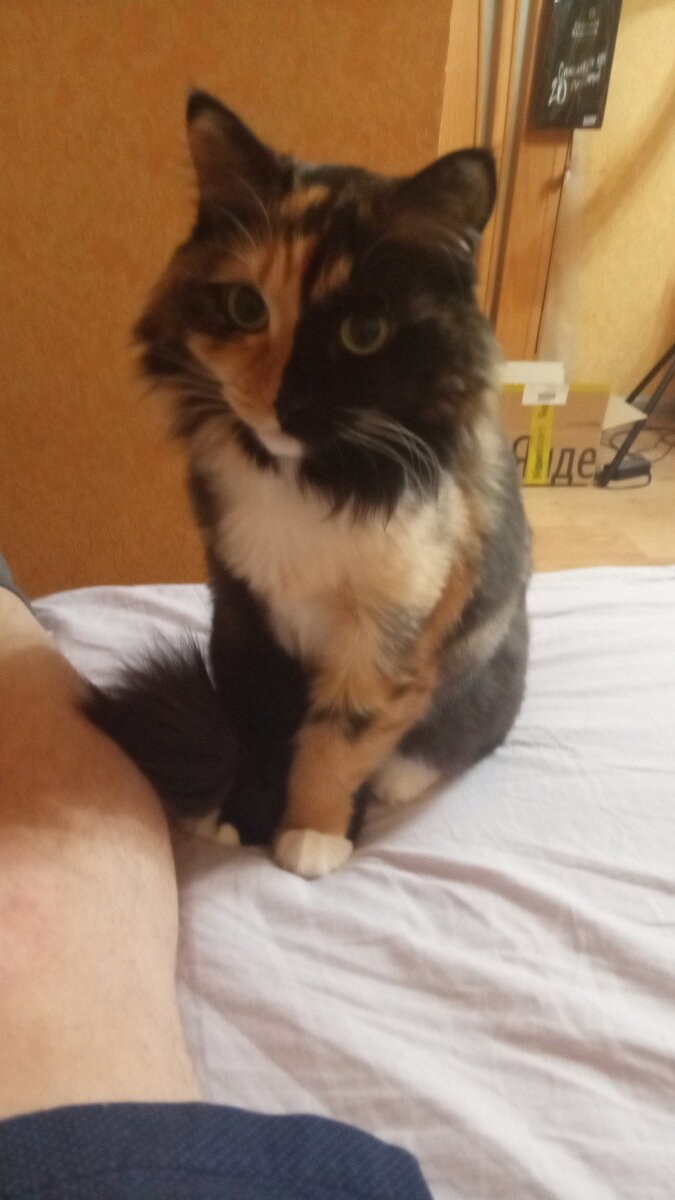 Просит поесть