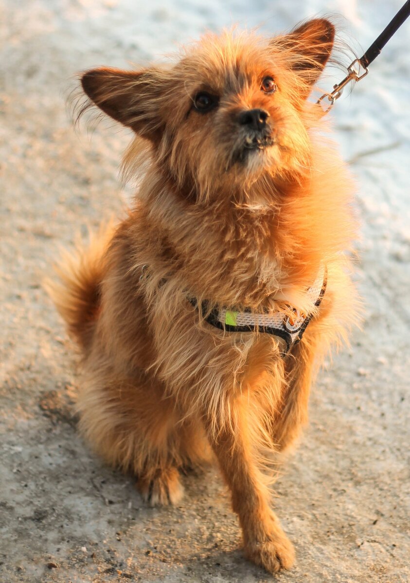 Меня зовут Рыжим чудо