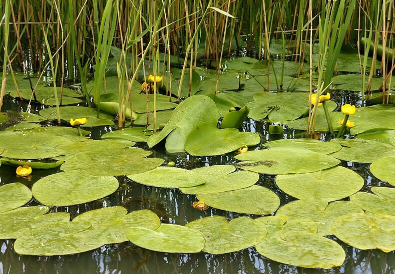 Кубышка. Фото из интернета.