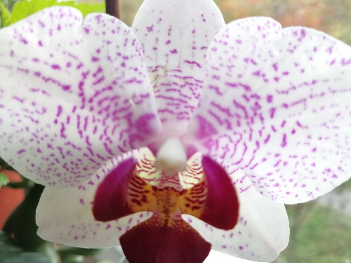 Как ухаживать за орхидеей в домашних условиях