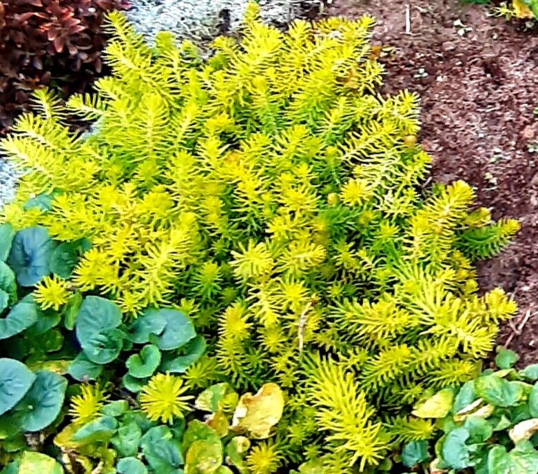 Мой почвопокровный очиток Ангелина