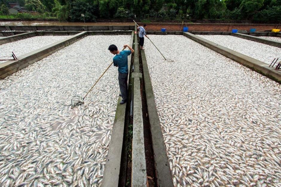 Фермы по выращиванию рыбы в Китае выглядят пугающе (Фото: tkgorod.ru)