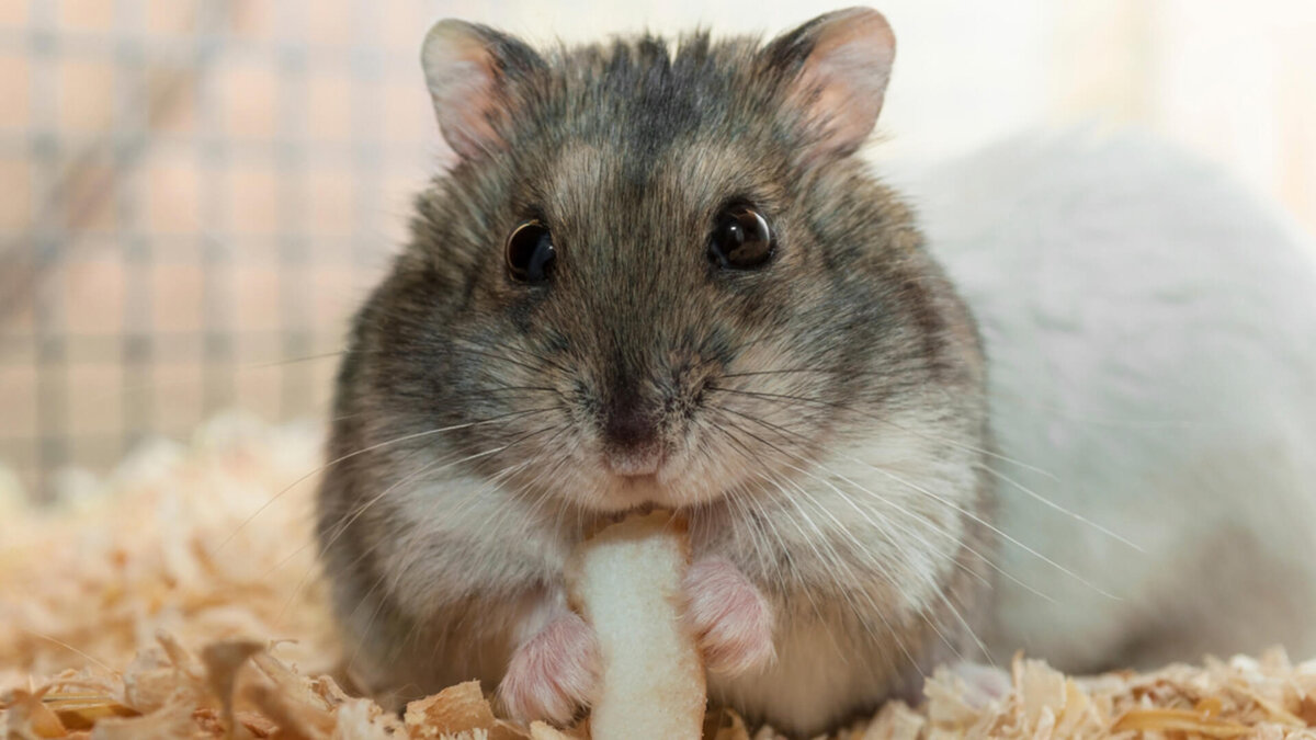 Яндекс.Картинки