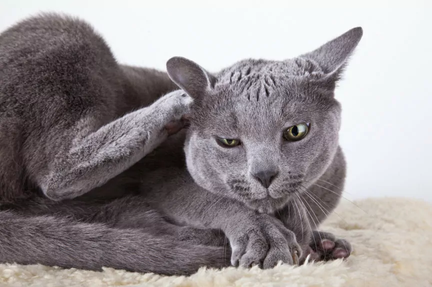 Чесотка - это очень популярная кошачья болезнь. Чесотка является распространенным явлением у 80% кошек, которые живут на улице!