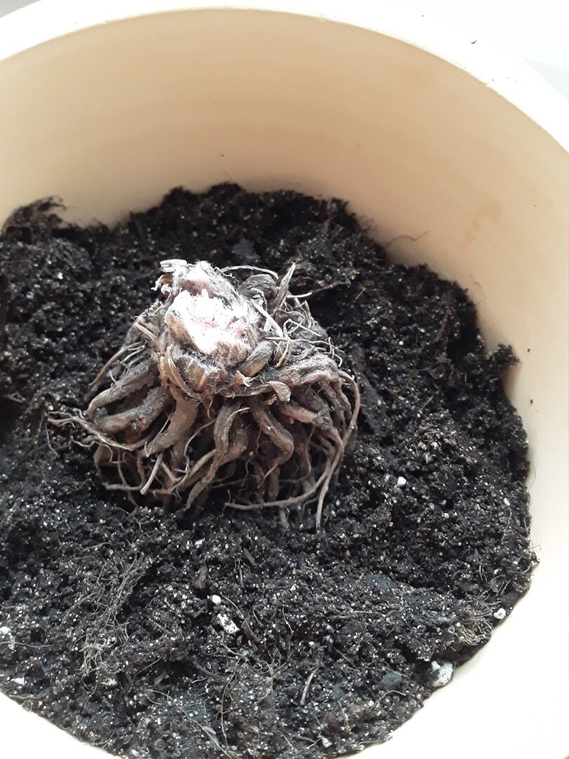 Ранункулюсы сажают "рогами" вниз