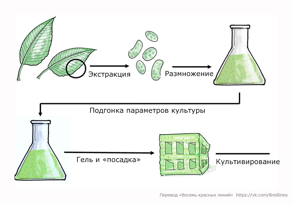 Восемь клеток