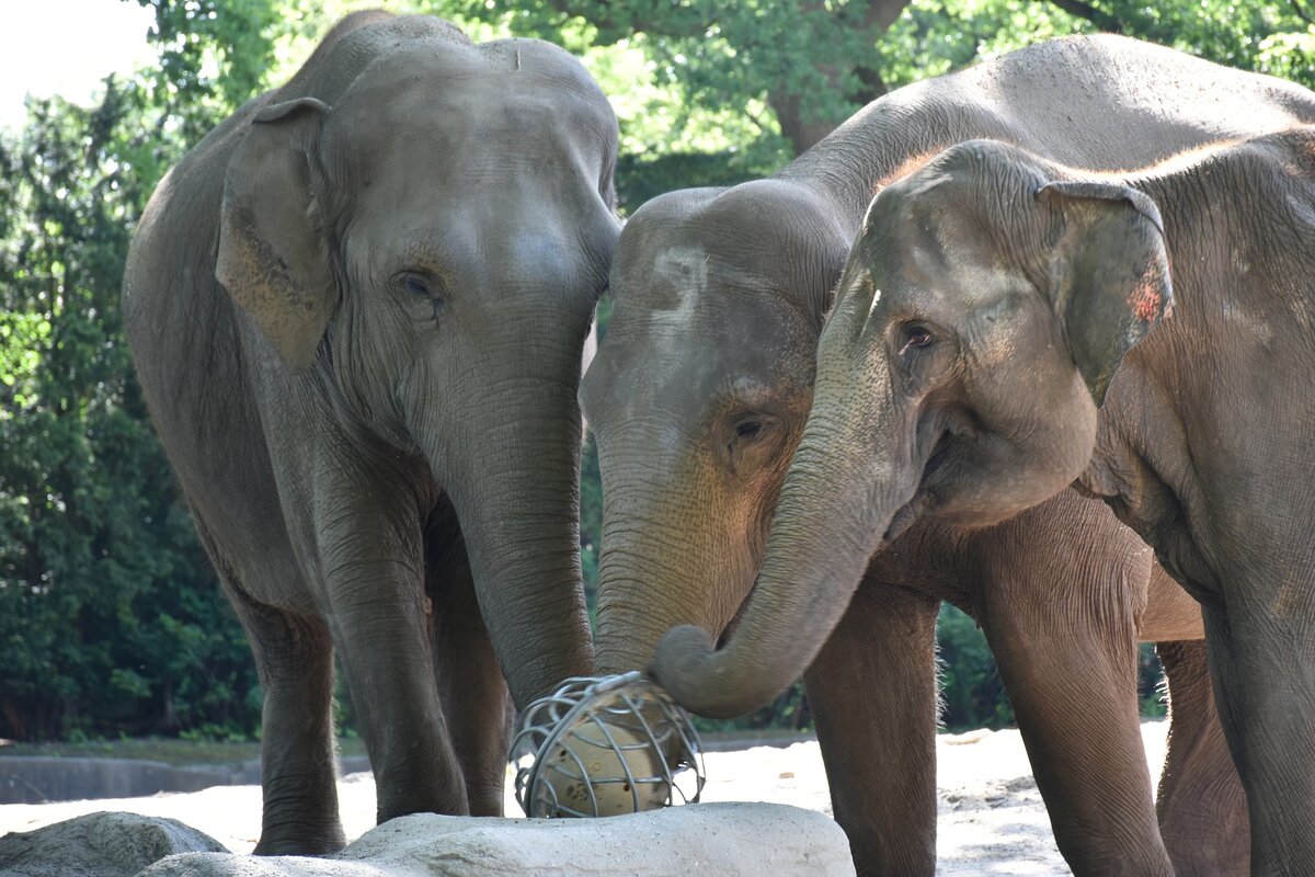 Слоны планируют футбол в коридоре на втором этаже