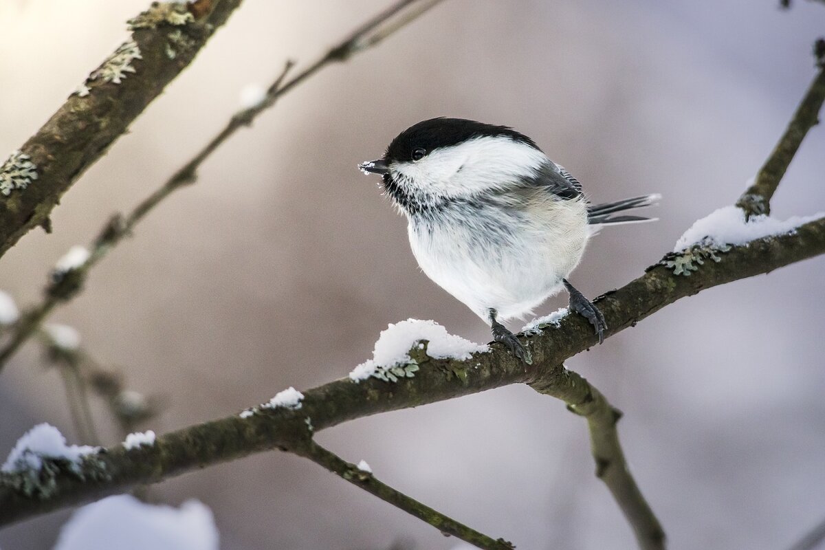 Фото взято из открытых источников