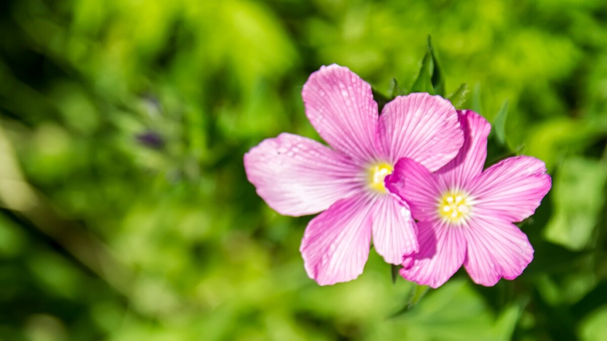 У растений есть интеллект, но они не настолько глупы, чтобы придумать ипотеку