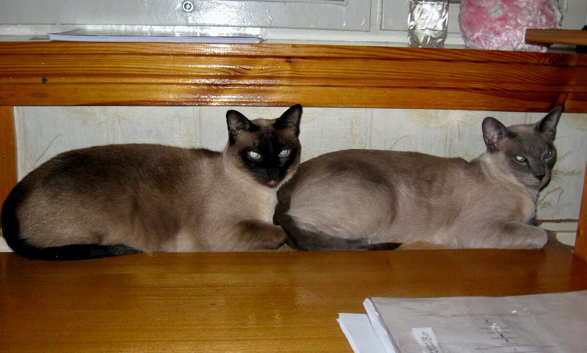 Лиса и Кити