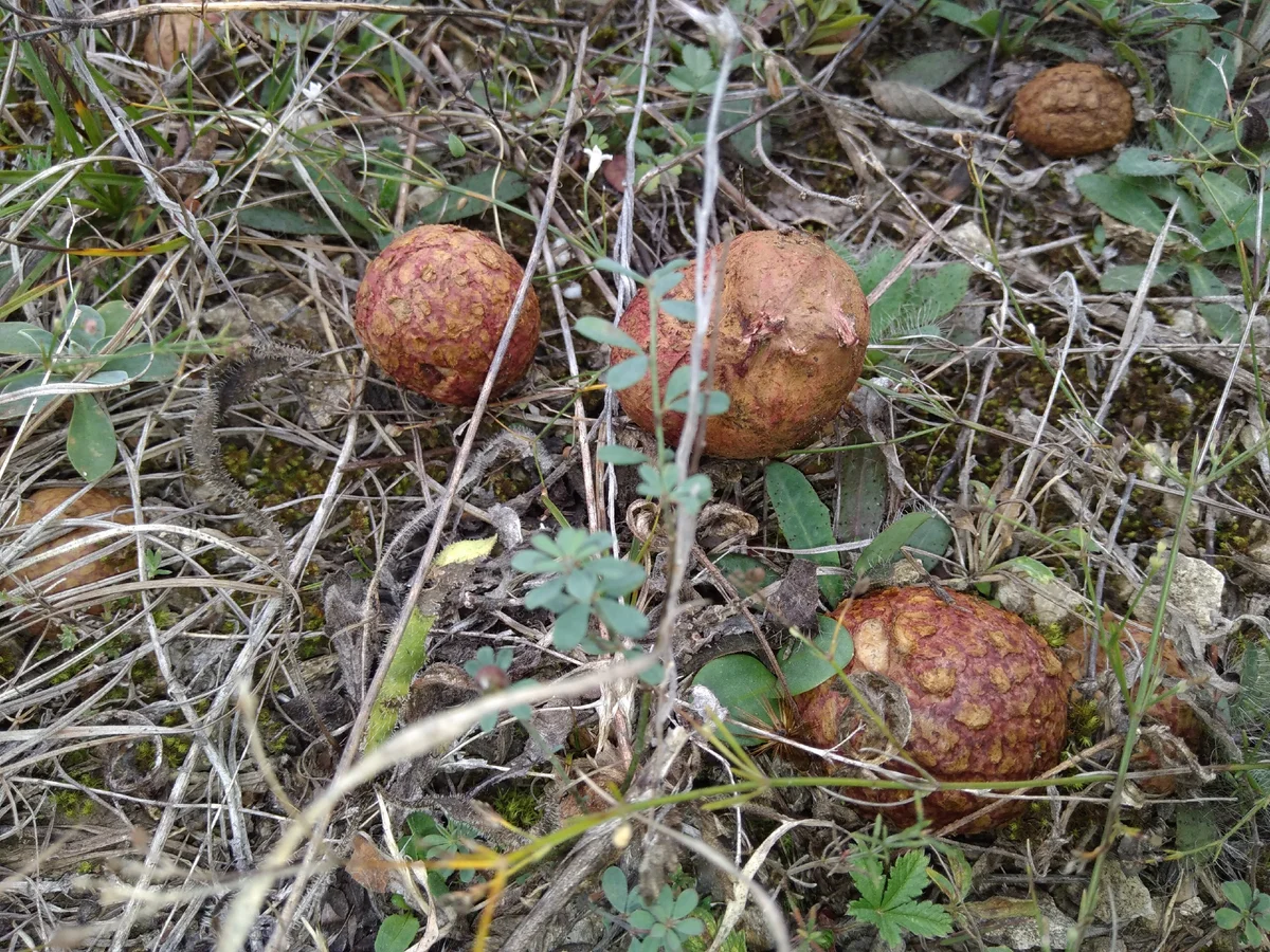 ризопогон