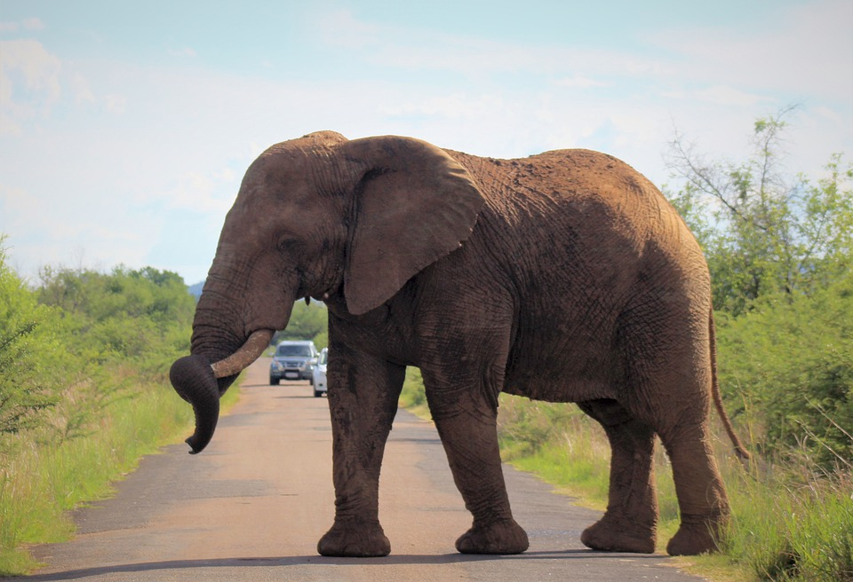 Африканский слон определить. Африканский слон. Размеры слона. Африканские слоны Размеры. Габариты слона африканского.