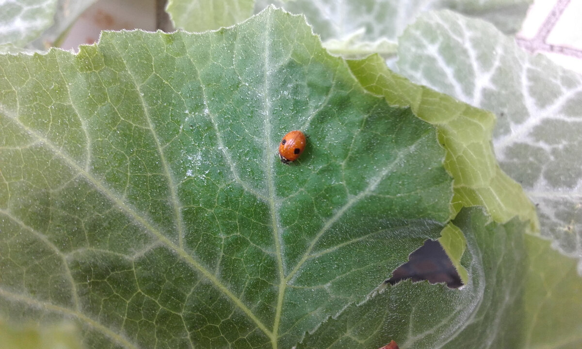 Фото сделано автором. Эта крошка прилетела к нам на балкон. Увидела её - вот и удачный день сегодня!