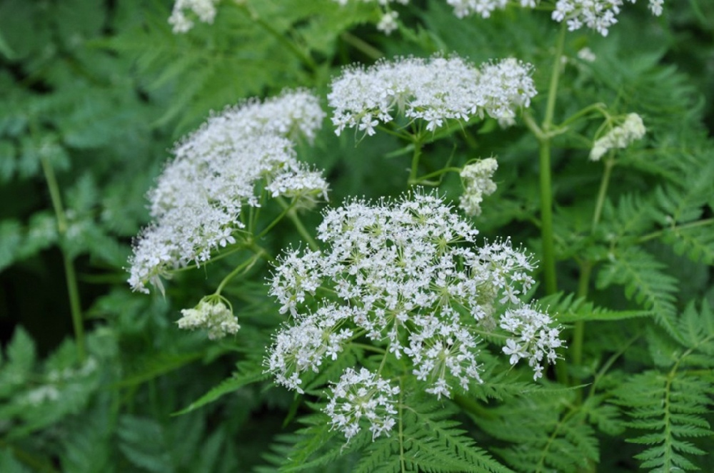 Anthriscus sylvestris var. nemorosa - Изображение особи - Плантариум