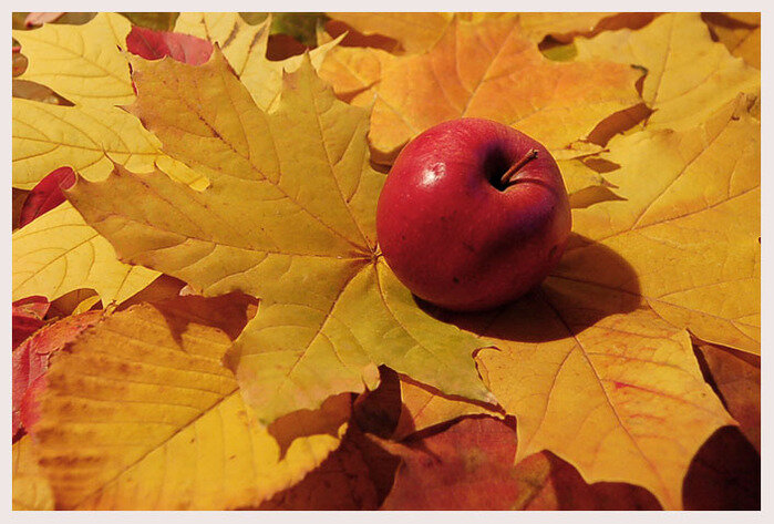 изображение заимствовано из сервиса Яндекс.Картинки