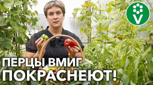 ВСЕ ЗЕЛЕНЫЕ ПЕРЦЫ БЫСТРО ДОЗРЕЮТ, если будете делать ТАК!