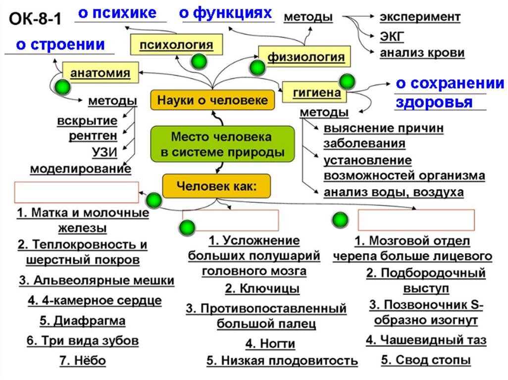 Урок биологии в 8 классе — Науки о человеке. А также о расах и эволюционном  тупике дельфина | Елена Сова: пуд соли в школе | Дзен