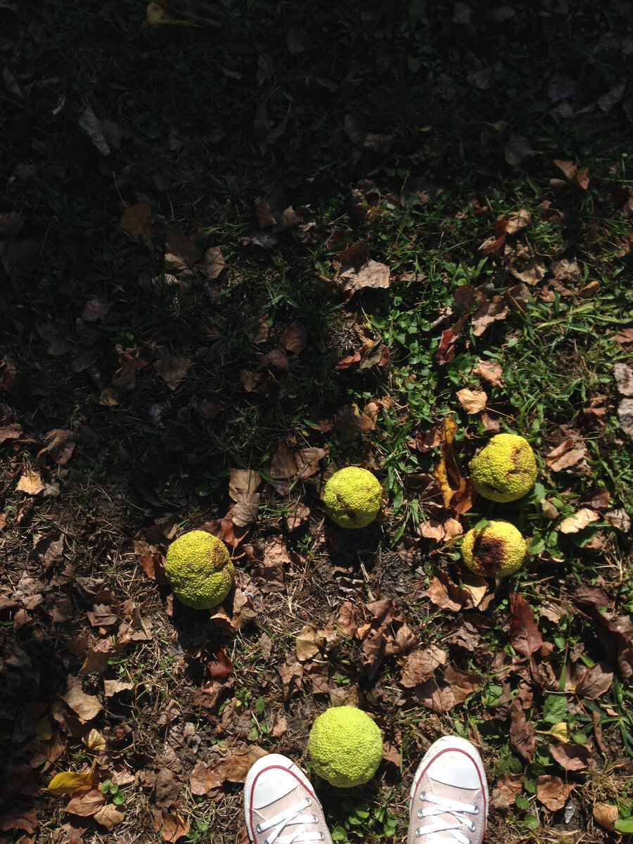 "Теннисные шарики", Нови Сад, Сербия. Фото автора статьи