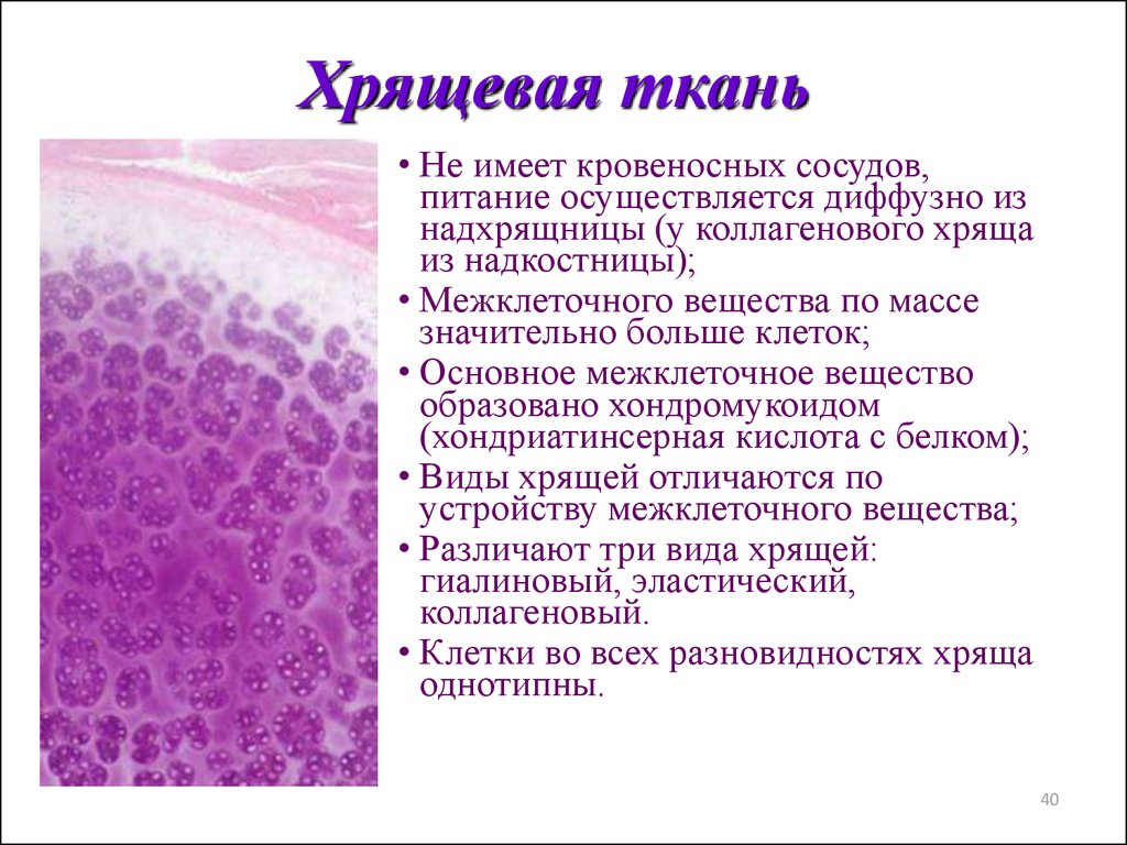 Хрящевая ткань находится. Хрящевая соединительная ткань. Особенности строения соединительной ткани хрящ. Хондроциты клетки соединительной ткани. Хрящевая соединительная ткань характеристика.