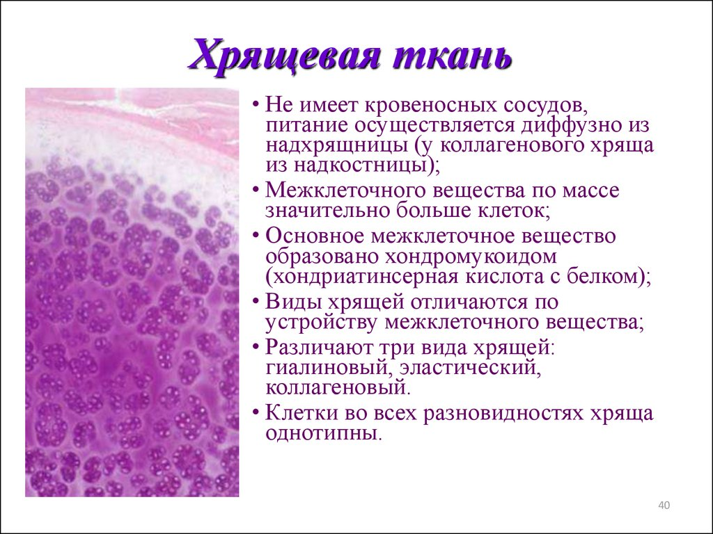 Основные признаки соединительной ткани. Хрящевая соединительная ткань. Особенности строения соединительной ткани хрящ. Хондроциты клетки соединительной ткани. Хрящевая соединительная ткань характеристика.