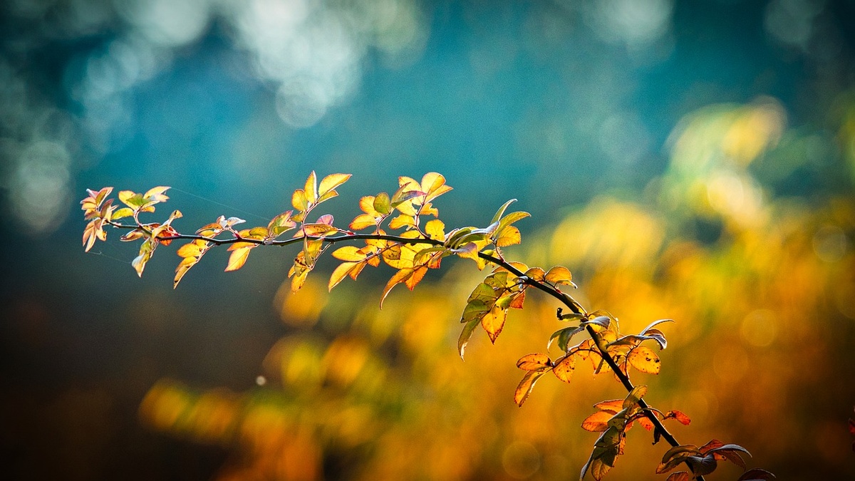 фото с сайта pixabay