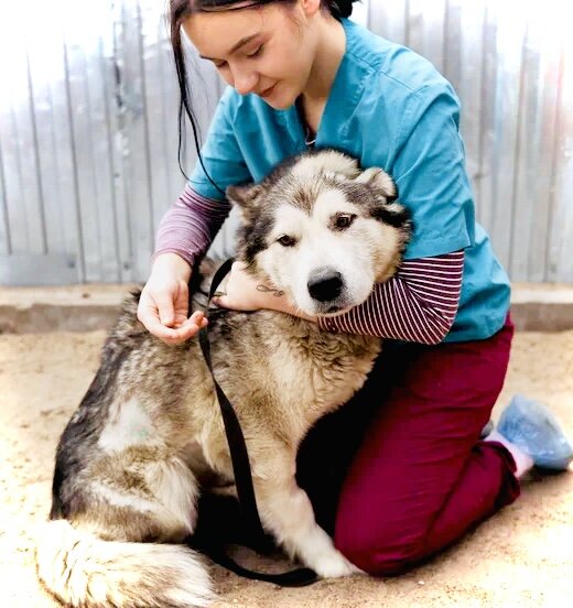 Хатика в приюте «Омские хвостики» 
