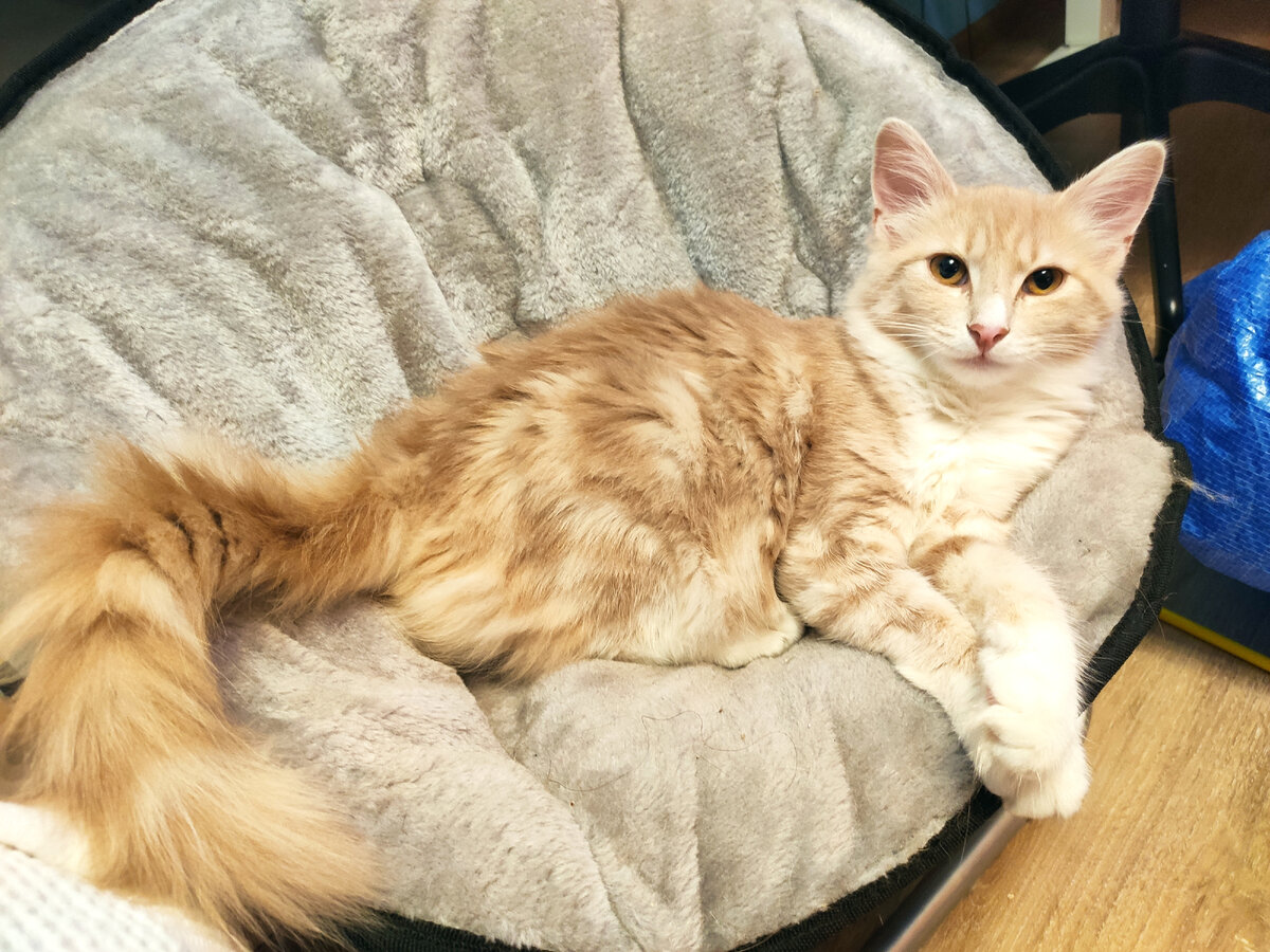 Фото автора. Плюша