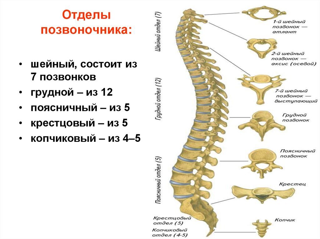 Позвонки пояснично крестцовые