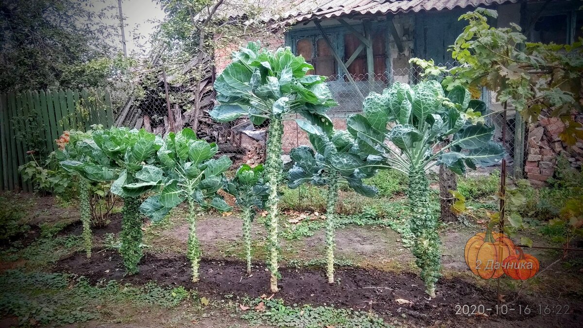 Пальмовые аллеи из брюссельской капусты в прошлом году.