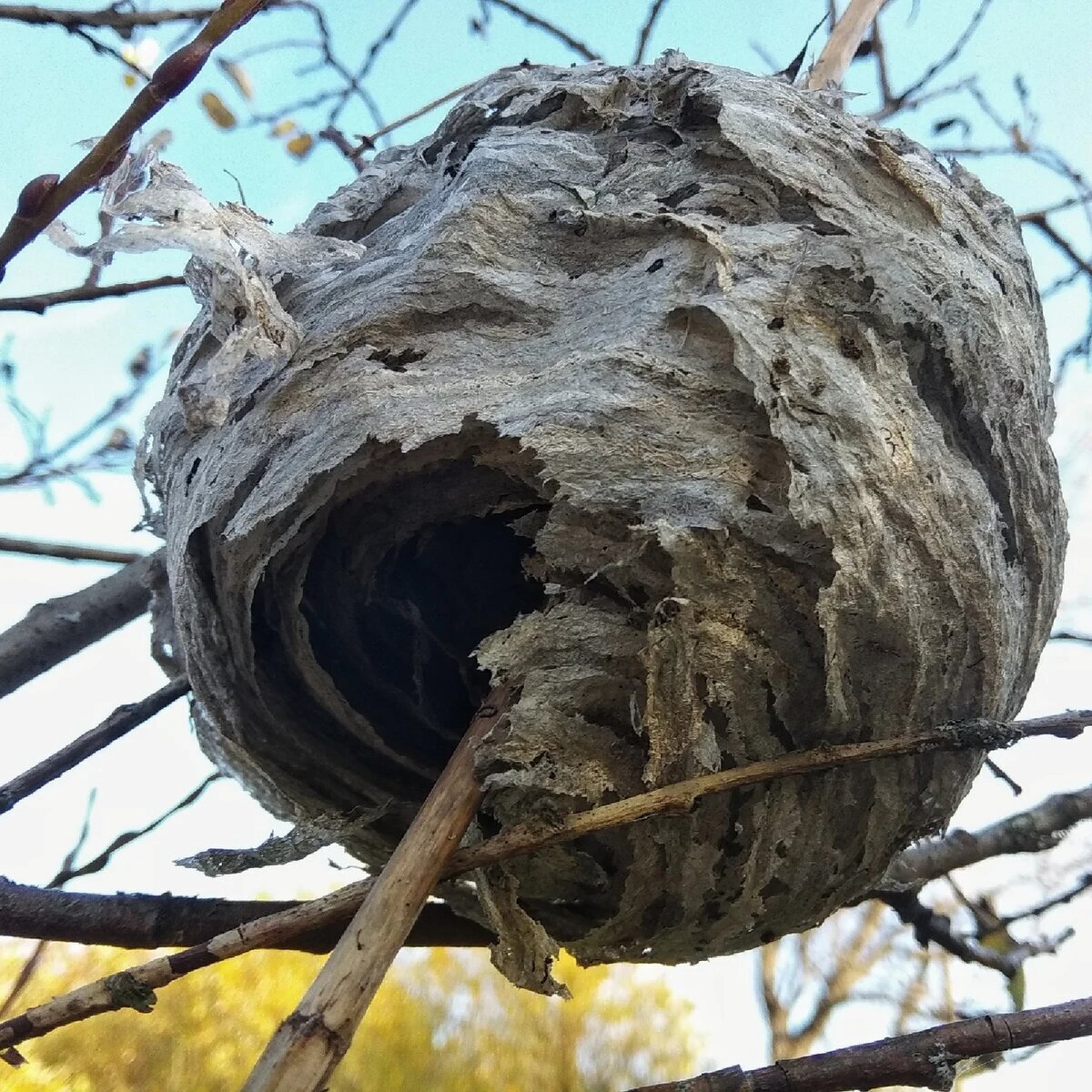 Осиное гнездо роли