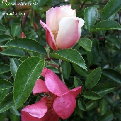 R. Chinensis var. spontanea. Пятый «китайский гвоздь», обращенный в культуру позднее предыдущих
