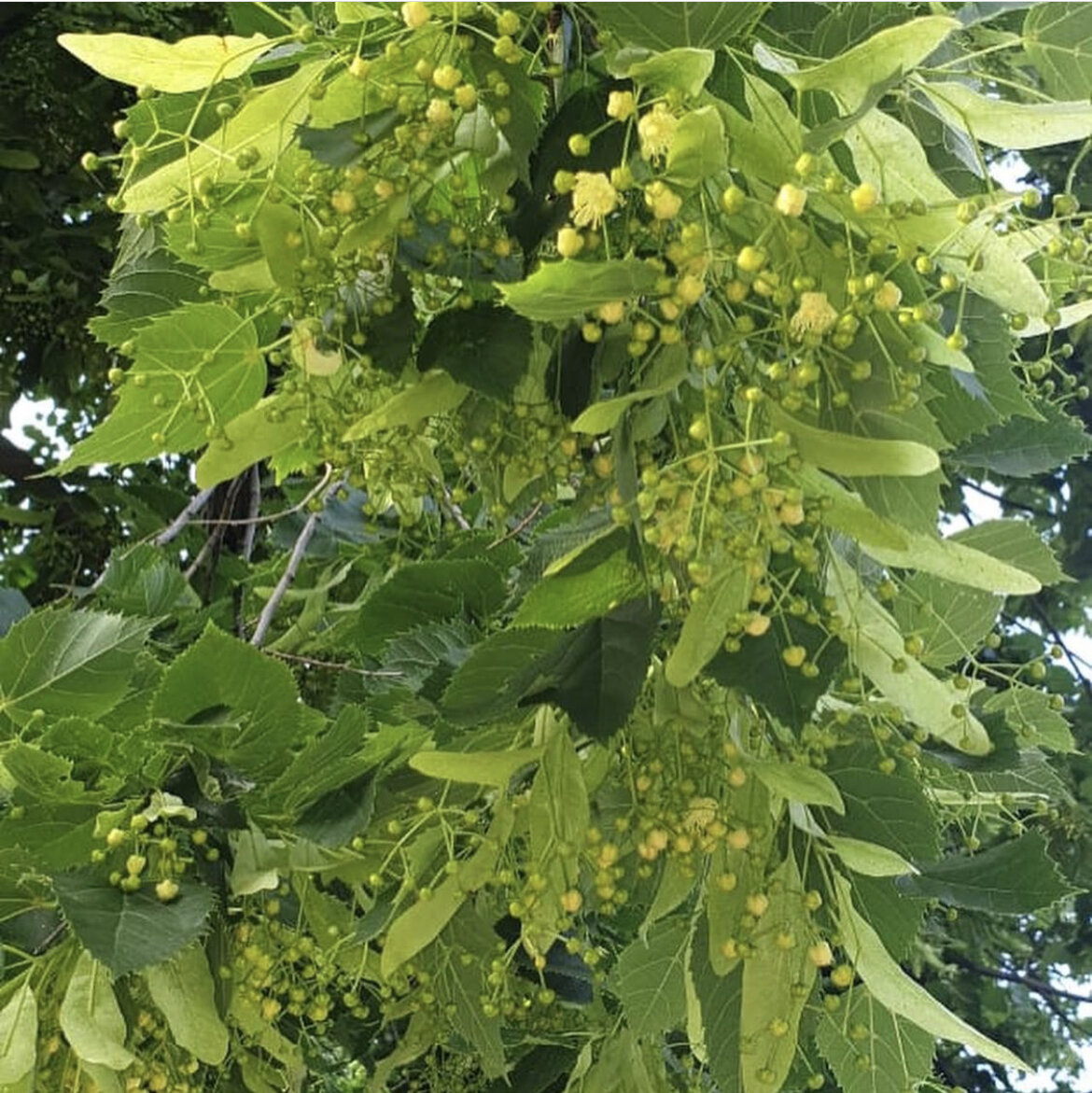Липа зацвела. Аромат пьянит. Хочется закрыть глаза и очутиться в детстве.
Вдыхая сладкий запах, я всегда вспоминаю свой родной город, город под липами, город, где рождается ветер...Лиепая...
Мы жили в военном городке, районе, со смешным, для русского уха, названием Кароста. Можно было бы сейчас провести экскурс в историю, но это все есть в интернете. А мои мысли и ощущения есть только у меня.
Каштан. Когда я бежала встречать папу с Подплава, где было место его службы, по обеим сторонам немецкой бетонки навстречу мне бежали огромные каштаны. Особенно хороши они были весной, с шикарными белыми свечками на лапах ветвей. А осенью я там собирала ореховые коробочки. Какие смешные человечки получались из каштанов, желудей и спичек! У меня хранились целые коробки этого добра.
Маргаритки. Я обожала воскресенья! По воскресеньям мы семьей ездили в парк, мне он казался целым лесом, там росли вязы, ольха, клены и, конечно же, была липовая аллея. Через парк напрямую можно было быстро добраться до пляжа. И там была моя любимая карусель, ради которой я терпела родительские посиделки в кафешке, по-моему она называлось «Зелёный попугай». Около кафе была поляна с маргаритками, и я тоскливо коротала время на этой поляне, рассматривала разноцветные цветочки.
Сосны. Высокие, старые... они были везде. Через дорогу от нашего дома был сосновый бор. Через него я ходила в школу, там, детьми, мы пытались искать грибы, играли в казаки-разбойники . В бор ходили на шашлыки.Интересно, цел ли он сейчас...
Дуб-Клён. У нас в городке тоже был небольшой парк. Особенно красиво там было осенью.  Каким наслаждением было втягивать носом запах опавшей листвы, бегать по ней, шуршать и бросаться листьями. Этот парк был источником моих богатств в виде желудей, и, главное, чтобы шляпки не слетели. А ещё нужно было обязательно собрать кленовые листья 🍁 и засушить в книжках.
Кувшинки. Собираюсь гулять, открываю дверь, а там стоит, приехавший из лагеря, друг, сосед и одноклассник Лёнька с охапкой желтых кувшинок. Это он для меня собрал. Несмотря на то, что я поставила ему фингал под глаз. Приятно...
Подснежники. Поздний вечер. Родители куда-то ушли и заперли меня. А во дворе продают букетики подснежников. Первый этаж нам не помеха. Вылезла через форточку, выклянчила полуповядший букетик и тем же путём назад. Соседи меня вложили с потрохами. Да и улика в стакане.                                       Ах, этот запах настурций! Яркие пятна цветов были повсюду. С тех пор я их обожаю. Вьюнки на заборе детского садика… И желто-зелёные липовые соцветия…