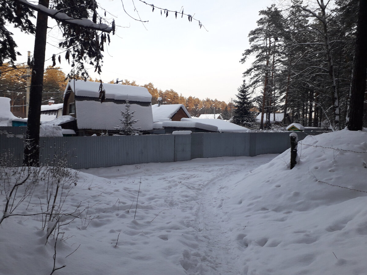 Лесная тропинка подходит к забору нашего СНТ. Фото автора.
