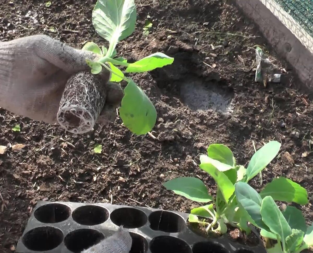 Высадка рассады капусты