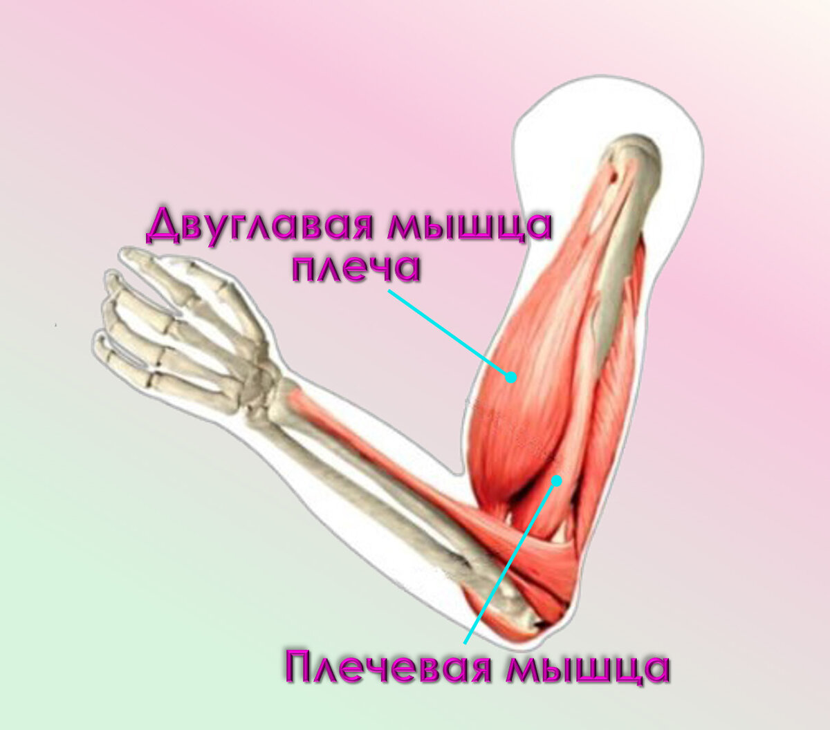 Тендинит двуглавой