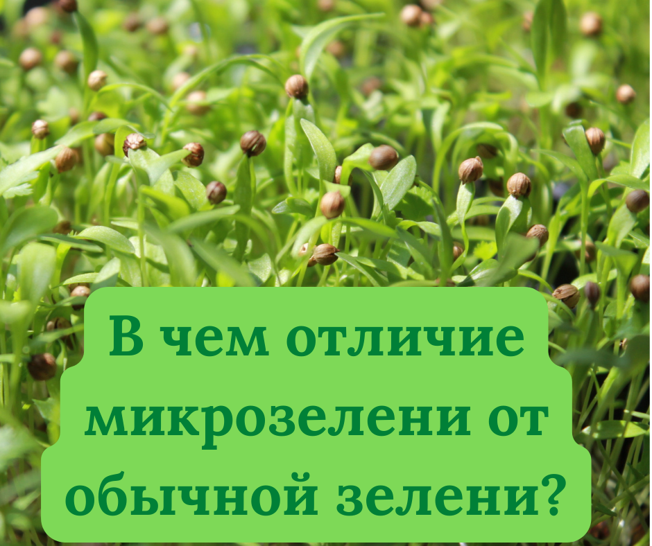 Микрозелень #ladygreen