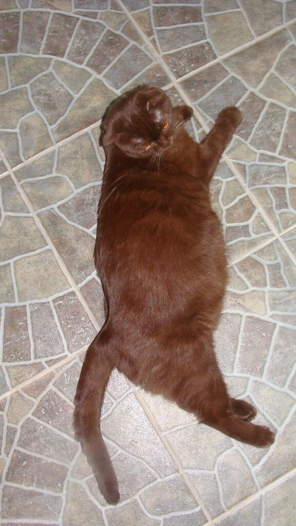 Феля. Первая беременность.