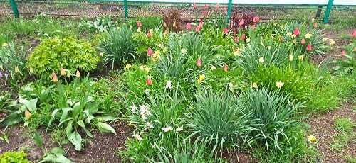 Тюльпаны скоро зацветут)))