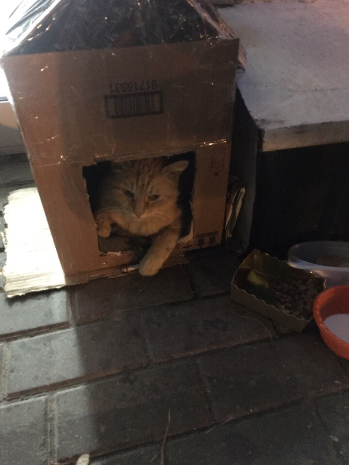 2018
Кошка котороя жила в картонной коробке у Ашана .